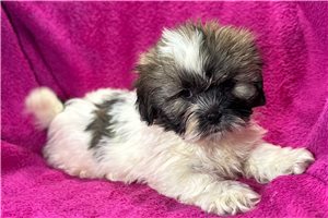 Alice - Lhasa Apso for sale