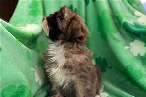 Grayson - Lhasa Apso for sale