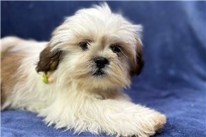 Madison - Lhasa Apso for sale