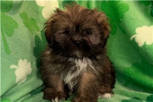 Giovanni - Lhasa Apso for sale