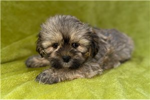 Brandon - Lhasa Apso for sale