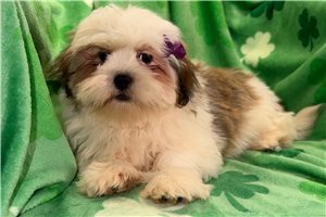 Piper - puppy for sale