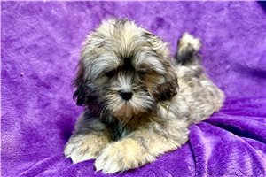 Bristol - Lhasa Apso for sale