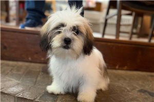 Tamara - Lhasa Apso for sale