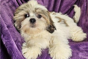 Genesis - Lhasa Apso for sale