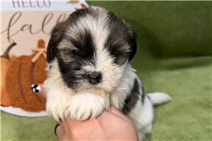 Charlotte - Lhasa Apso for sale