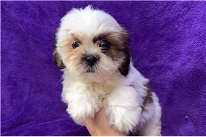Lily - Lhasa Apso for sale