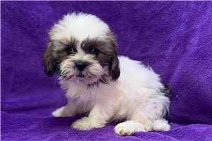 Maria - Lhasa Apso for sale