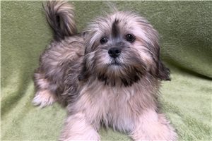 Bristol - Lhasa Apso for sale