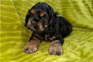 Carter - Cocker Spaniel for sale