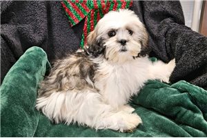 Maddy - Lhasa Apso for sale