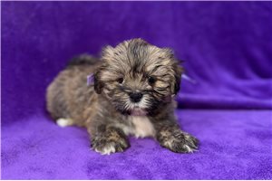 Bonnie - Lhasa Apso for sale