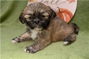 Charlie - puppy for sale