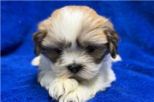 Phoenix - Lhasa Apso for sale