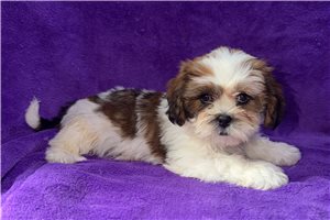 Madison - Lhasa Apso for sale