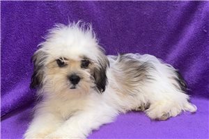 Mila - Lhasa Apso for sale