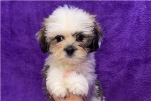 Mila - Lhasa Apso for sale