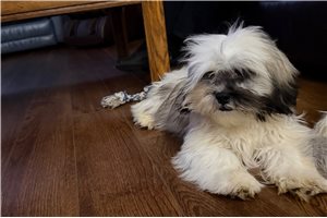 Tucker - Lhasa Apso for sale