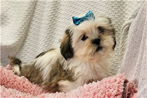 Mae - Lhasa Apso for sale