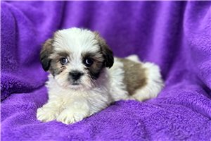 Adelia - puppy for sale