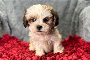 Alexandro - puppy for sale