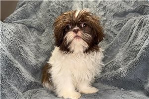 Dolce - Lhasa Apso for sale