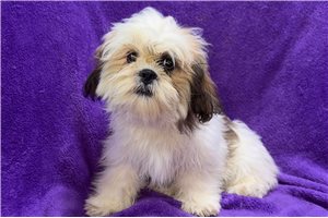 Lily - Lhasa Apso for sale