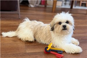 Tiffany - Lhasa Apso for sale