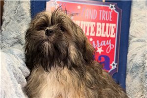 Giovanni - Lhasa Apso for sale