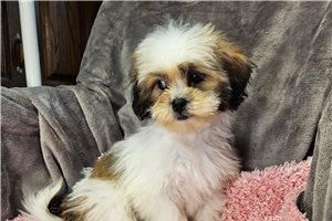 Tori - Lhasa Apso for sale