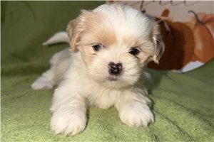 Calista - puppy for sale