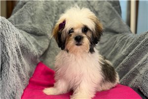 Mila - Lhasa Apso for sale