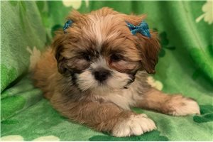 Gianna - Lhasa Apso for sale