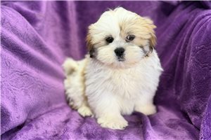 Paisley - Lhasa Apso for sale