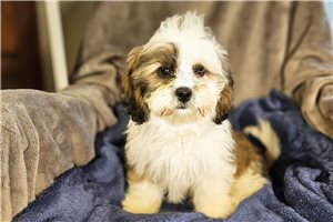 Tobias - Lhasa Apso for sale