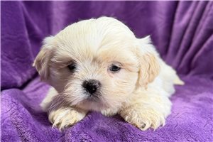 Grace - puppy for sale