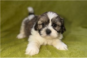 Blake - Lhasa Apso for sale