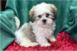 Alfred - Lhasa Apso for sale