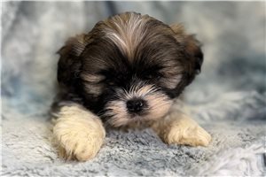 Gabriel - puppy for sale