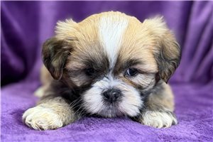 Gianna - puppy for sale