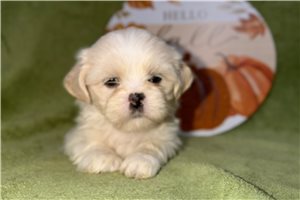 Casper - Lhasa Apso for sale