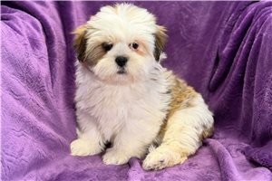 Piper - Lhasa Apso for sale