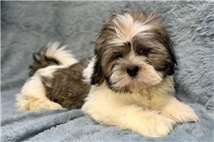Blake - Lhasa Apso for sale