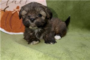 Cedar - puppy for sale