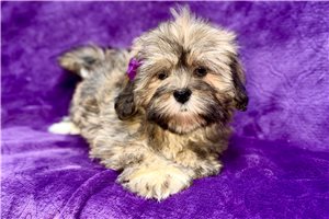 Bonnie - Lhasa Apso for sale