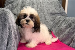 Maria - Lhasa Apso for sale