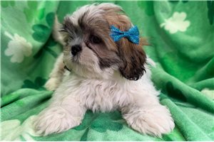 Genesis - Lhasa Apso for sale