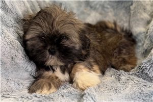 Penelope - Lhasa Apso for sale