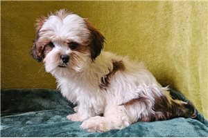 George - Lhasa Apso for sale