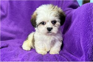 Adelaide - puppy for sale
